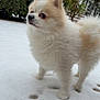 dog, pomeranian, snow, outdoor, fluffy, animal, pet, winter, curious, garden, hedge, fur, small_dog, nature, canine, walking, cold, cute, white, beige