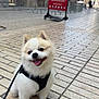 Biscotte participe au concours pour gagner de l'argent avec cette photo : animal, building, cobblestone, cute, daytime, dog, fluffy, happy, harness, leash, outdoor, pet, pomeranian, sign, small_dog, smiling, street, sunny, tourist, walking