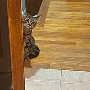 Willow is registered to the contest to win money with this photo: cat, tabby, pet, peeking, doorframe, hardwood_floor, tile_floor, collar, curious, indoor, home, wood, floor, whiskers, ears, sitting, wide_eyes, cute, portrait, domestic_animal