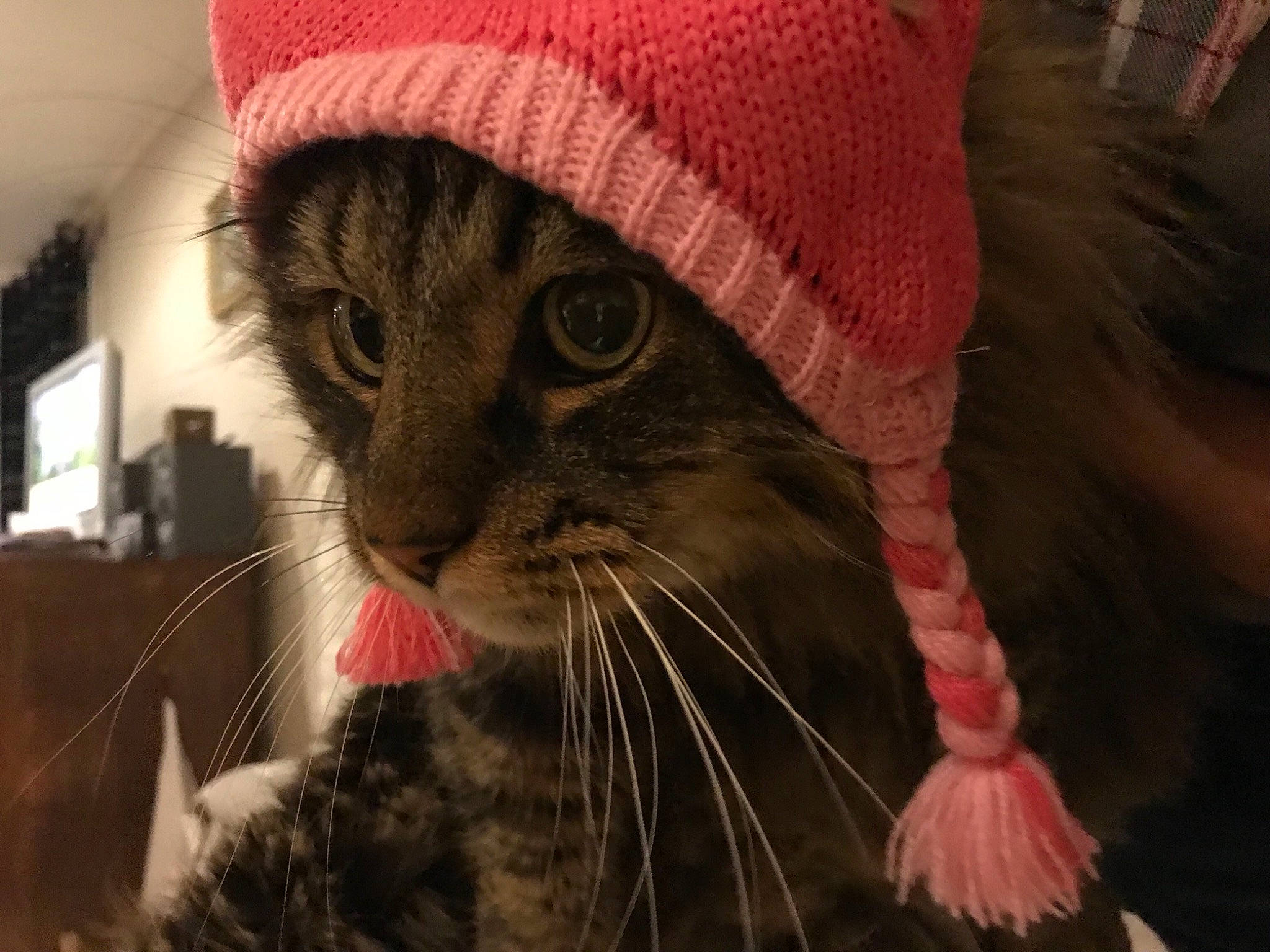 Médusa participe au concours pour gagner de l'argent avec cette photo : american_shorthair, asian, carnivore, cat, domestic_short_haired_cat, european_shorthair, fashion_accessory, felidae, fur, hat, headgear, pixie_bob, small_to_medium_sized_cats, snout, tabby_cat, whiskers