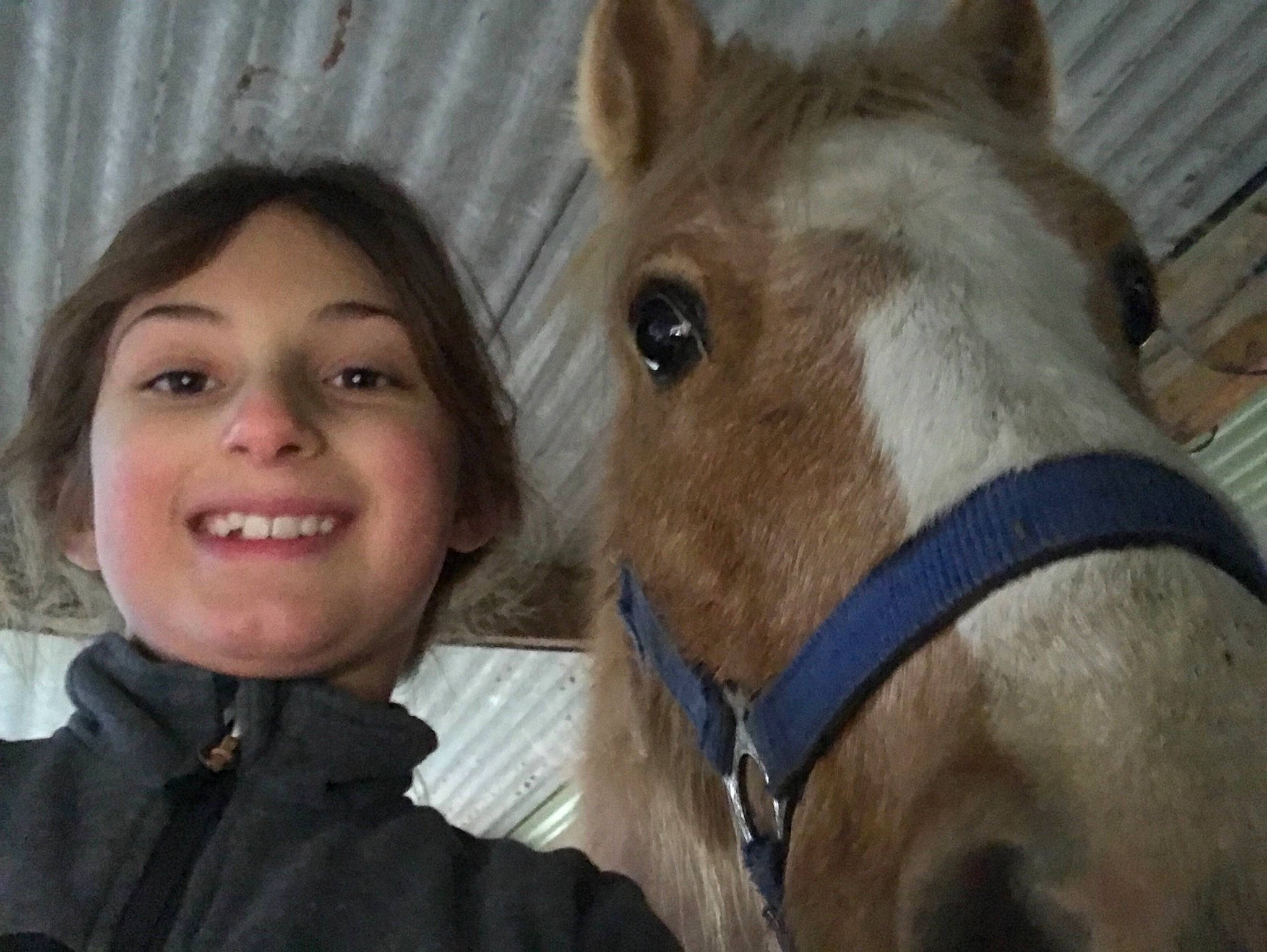 Valseurs participe au concours pour gagner de l'argent avec cette photo : bridle, halter, horse, horse_grooming, horse_supplies, horse_tack, mammal, mane, mare, mustang_horse, pack_animal, snout, sorrel, vertebrate