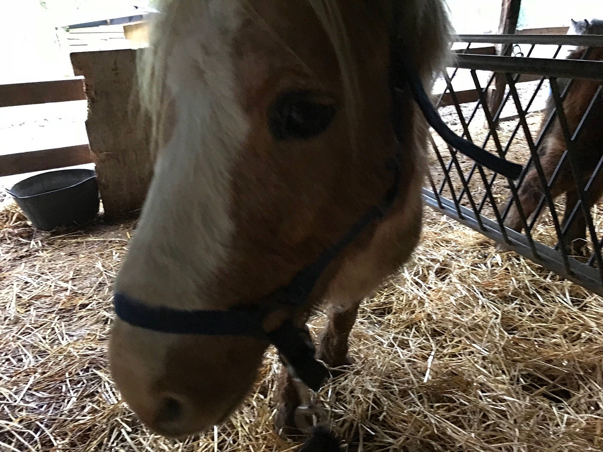Valseurs a rejoint le concours — aidez-le/la à gagner de superbes lots ! colt, foal, grass, hay, horse, landscape, livestock, mane, mare, mustang_horse, nose, pack_animal, plant, pony, shetland_pony, snout, sorrel, stable, stallion, straw