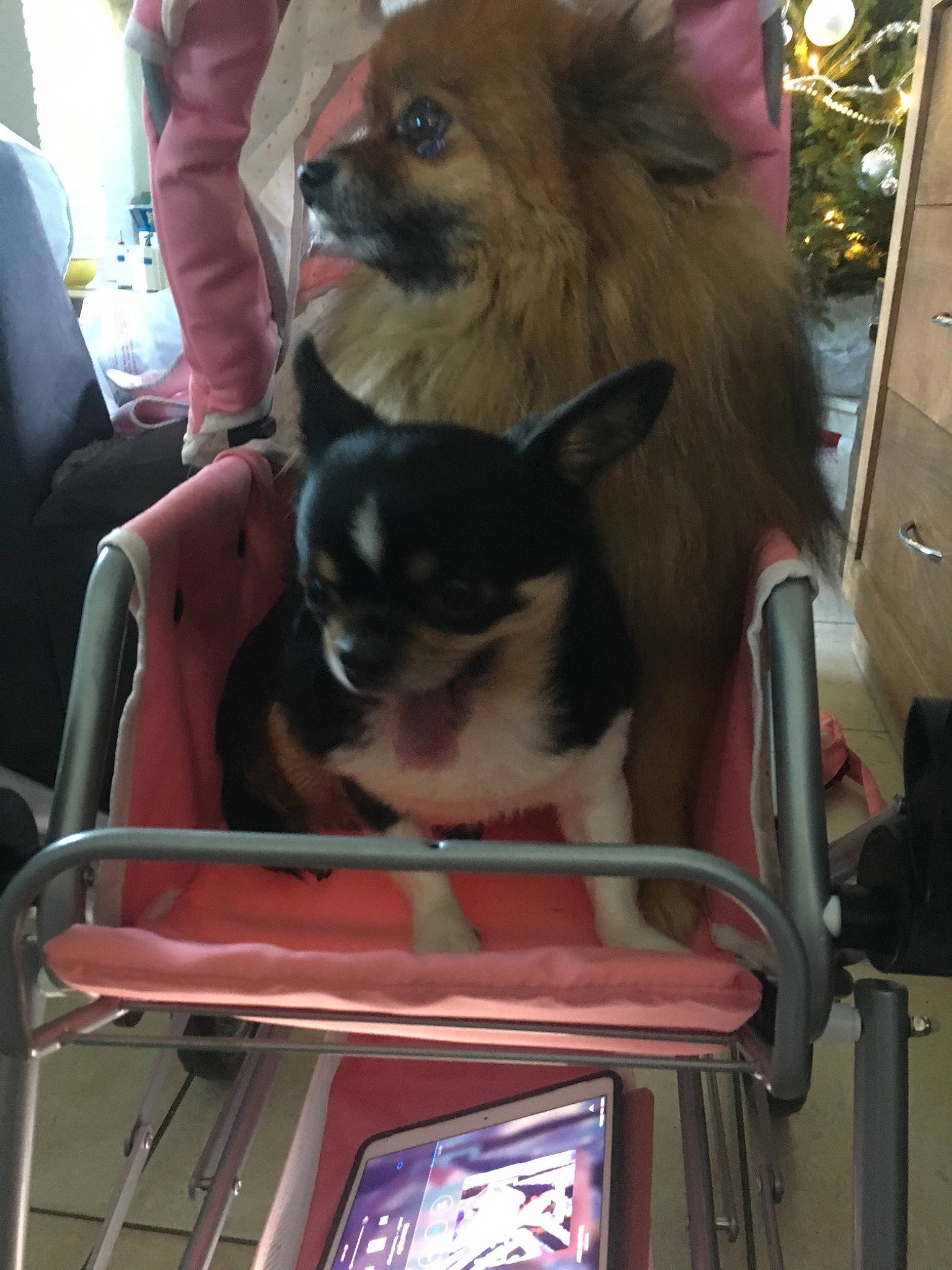 Chanel a rejoint le concours — aidez-le/la à gagner de superbes lots ! canidae, carnivore, companion_dog, dog, dog_breed, fawn, mammal, pomeranian, spitz, sporting_group, tibetan_spaniel, toy_dog