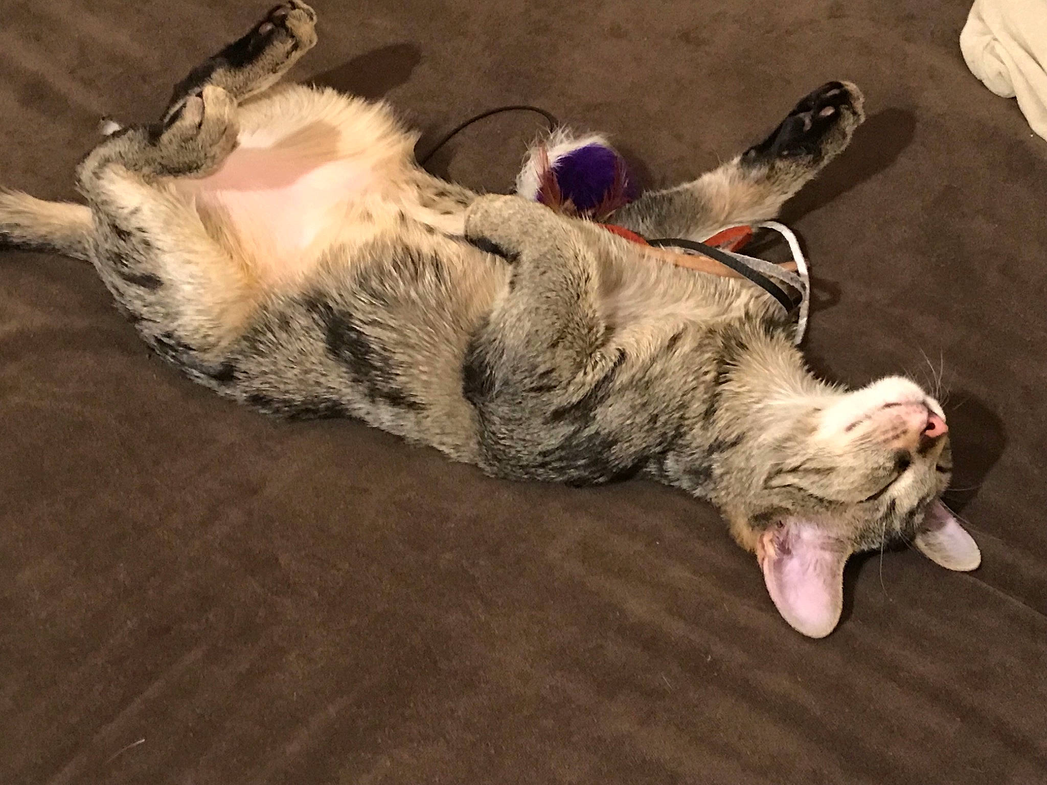 Sushi participe au concours pour gagner de l'argent avec cette photo : canidae, carnivore, cat, dog_breed, ear, european_shorthair, felidae, floor, flooring, fur, kitten, leg, nap, paw, sand, sleep, small_to_medium_sized_cats, tabby_cat, tail, wood