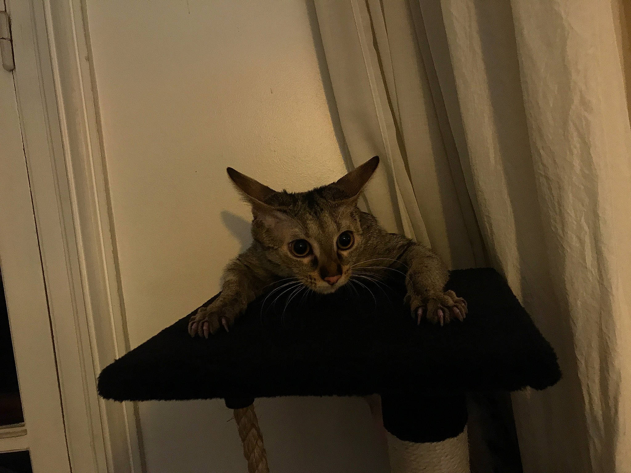 Sushi a rejoint le concours — aidez-le/la à gagner de superbes lots ! asian, carnivore, cat, domestic_short_haired_cat, european_shorthair, eye, fawn, felidae, fur, interior_design, kitten, ojos_azules, small_to_medium_sized_cats, tail, whiskers, window