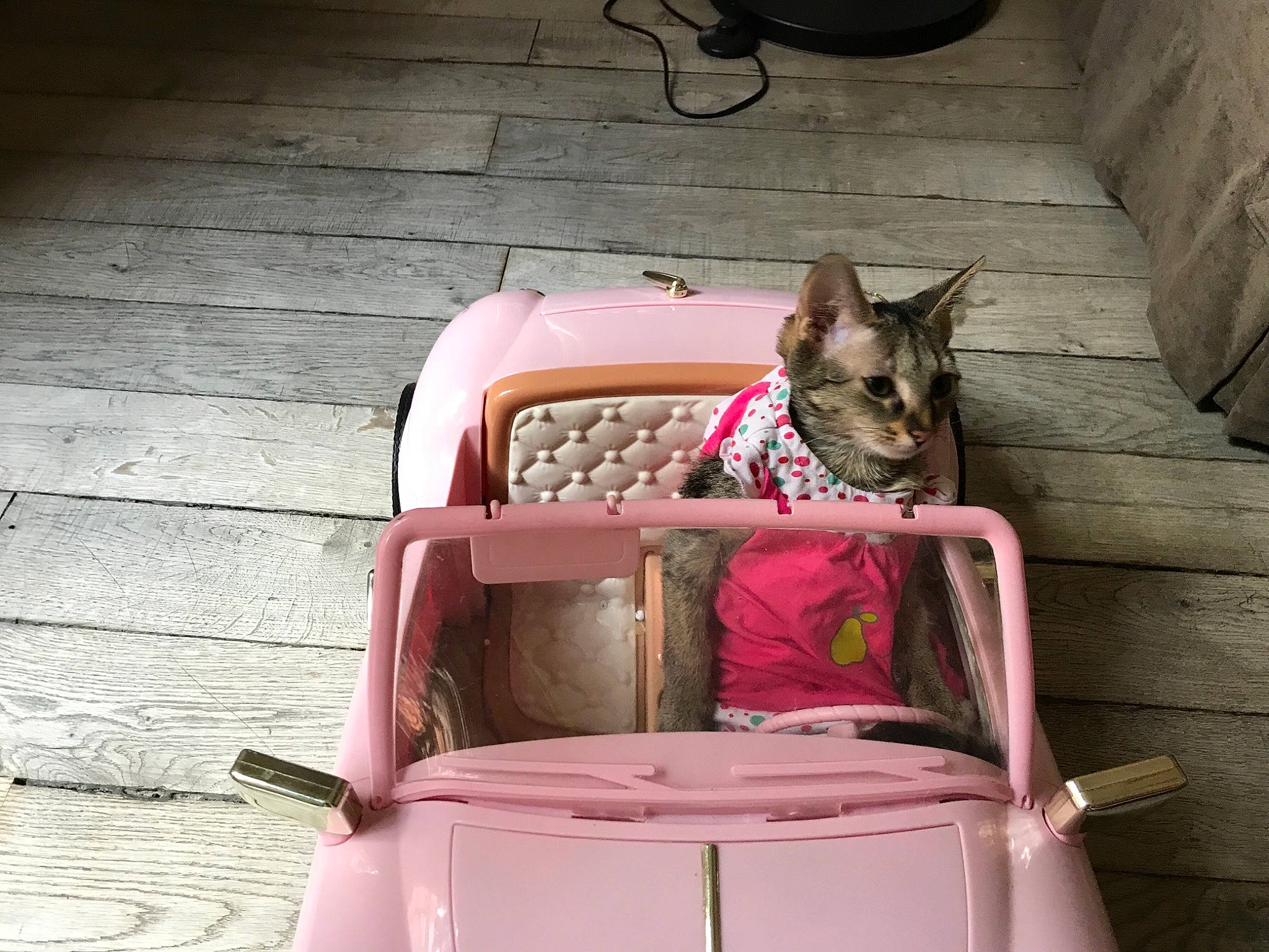 Sushi a rejoint le concours — aidez-le/la à gagner de superbes lots ! canidae, carnivore, cat, fawn, felidae, pink, small_to_medium_sized_cats, vehicle