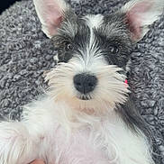 Franny joined the competition — help win amazing prizes! animal, black, blanket, closeup, companion, cute, dog, ears, fluffy, fur, gray, hand, indoors, paw, pet, portrait, puppy, resting, soft, white