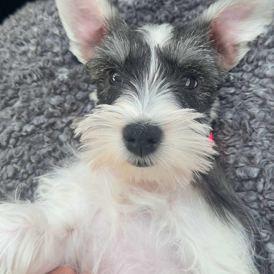 Franny joined the competition — help win amazing prizes! animal, black, blanket, closeup, companion, cute, dog, ears, fluffy, fur, gray, hand, indoors, paw, pet, portrait, puppy, resting, soft, white