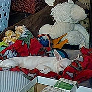 Sophia joined the competition — help win amazing prizes! dog, sleeping, blanket, plush_toy, stuffed_animal, red_blanket, white_dog, cozy, resting, indoor, pile, comfort, napping, toy, fabric, soft, home, pet, relaxing, fur