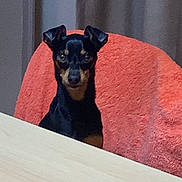 Justin participe au concours pour gagner de l'argent avec cette photo : dog, small_dog, black_dog, tan_markings, indoor, table, chair, towel, curtain, pet, animal, looking, seated, fur, ears, alert, domestic, companion, cute, curious
