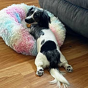 Molly is registered to the contest to win money with this photo: animal, black_and_white, colorful_bed, couch, cozy, cute, dog, floor, fluffy_bed, fur, indoors, living_room, looking_back, paw, pet_bowl, pet_food, relaxed, small_dog, tail, wooden_floor