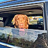 dog, labrador, chocolate, car, window, tongue, sunlight, reflection, outdoor, blue_sky, pet, animal, happy, canine, vehicle, suburban, daytime, parked_car, muzzle, ears