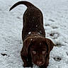 dog, puppy, chocolate_labrador, snow, outdoor, winter, animal, pet, playful, curious, young, fur, tail, nature, cold, cute, mammal, ground, daylight, canine