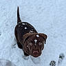 George joined the competition — help win amazing prizes! puppy, dog, chocolate_labrador, snow, snowflakes, winter, outdoor, footprints, curious, looking_up, young_dog, pet, animal, cute, fur, brown, playful, nature, canine, adorable