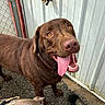 George joined the competition — help win amazing prizes! dog, chocolate_labrador, tongue_out, happy, pet, canine, outdoor, fence, metal_door, ground, tail, close_up, animal, companion, brown_fur, playful, looking_up, friendly, domestic, two_dogs