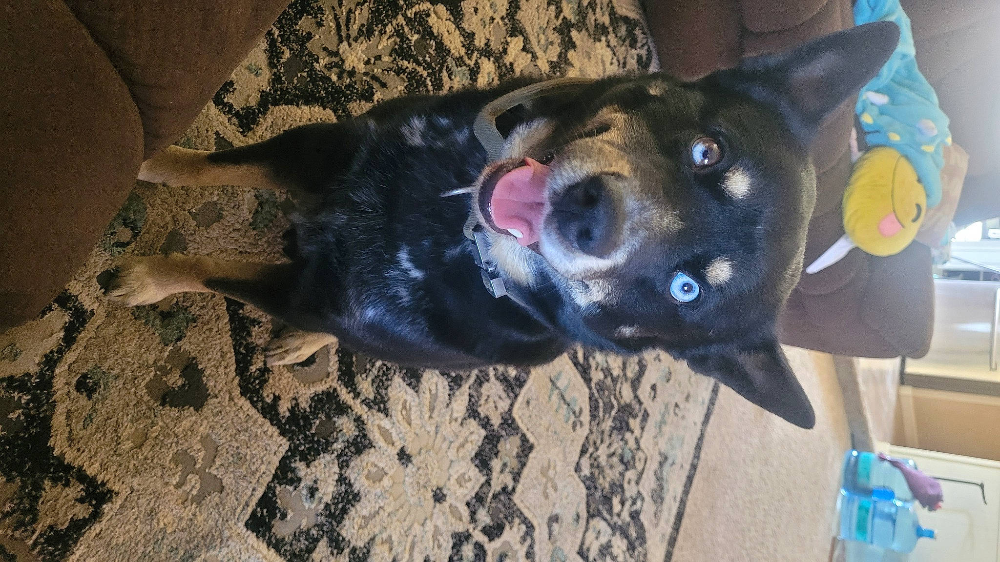 Levi is registered to the contest to win money with this photo: adventure, canidae, carnivore, collar, companion_dog, dog, dog_breed, dog_collar, fashion_accessory, fawn, fur, guard_dog, helmet, jaw, snout, sporting_group, water_bottle, whiskers, working_animal, working_dog