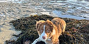 Asco participe au concours pour gagner de l'argent avec cette photo : animal, beach, blue_eyes, clouds, coast, dog, houses, landscape, low_tide, nature, outdoor, pet, puppy, sand, seaweed, sky, sunlight, trees, water, young_dog