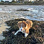 animal, beach, blue_eyes, clouds, coast, dog, houses, landscape, low_tide, nature, outdoor, pet, puppy, sand, seaweed, sky, sunlight, trees, water, young_dog