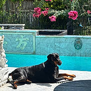 Atlas is registered to the contest to win money with this photo: dog, doberman, pool, water, flower, pink_flower, tree, greenery, sunlight, shadow, outdoor, patio, fence, tile, lion_head, relaxing, animal, summer, daytime, garden