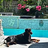 dog, doberman, pool, water, flower, pink_flower, tree, greenery, sunlight, shadow, outdoor, patio, fence, tile, lion_head, relaxing, animal, summer, daytime, garden