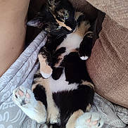 Harbour Corrigan is registered to the contest to win money with this photo: animal, architecture, armchair, blanket, building, canine, cat, chair, couch, cushion, dog, furniture, homedecor, indoors, kitten, livingroom, manx, person, pet, sleeping