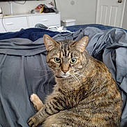 Pita joined the competition — help win amazing prizes! animal, bed, blanket, cat, cozy, curious, domestic, door, dresser, fur, furniture, home, indoor, living_space, looking, pet, resting, tabby_cat, television, whiskers