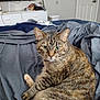 animal, bed, blanket, cat, cozy, curious, domestic, door, dresser, fur, furniture, home, indoor, living_space, looking, pet, resting, tabby_cat, television, whiskers