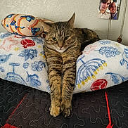 Pita is registered to the contest to win money with this photo: bedspread, blanket, cat, claws, cozy, ears, feline, floral_pattern, fur, home, indoor, people_photo, pet, photograph, pillow, resting, stretching, tabby_cat, wall, whiskers