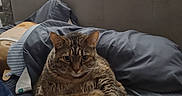 Pita is registered to the contest to win money with this photo: animal, bed, cat, comfort, cozy, cute, feline, fur, gray, indoor, lazy, pet, pillow, relaxed, resting, sleepy, striped, tabby, tail, whiskers