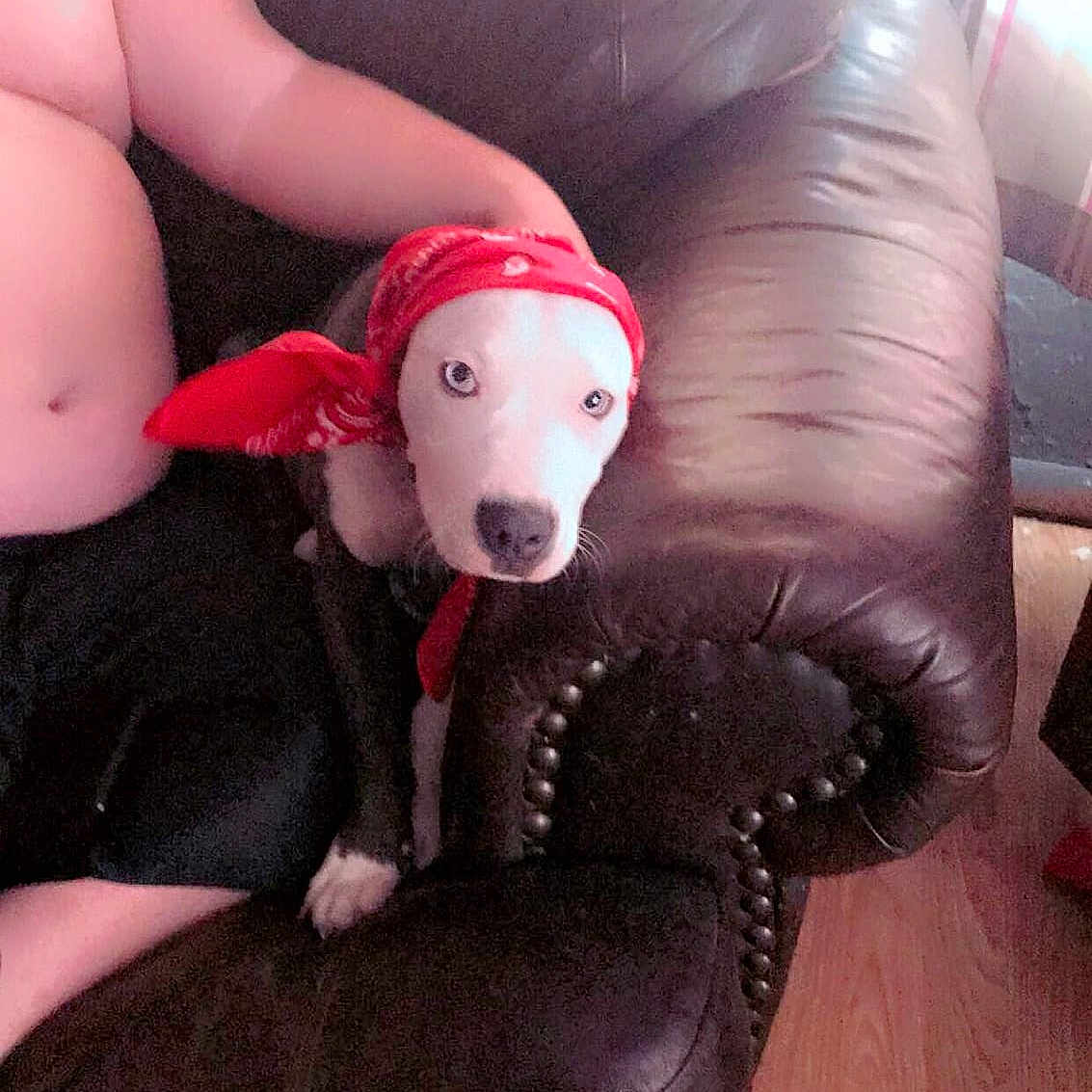 Sissy joined the competition — help win amazing prizes! carmine, companion_dog, dog_breed, dog_toy, snout, stomach, terrestrial_animal, toy, working_animal