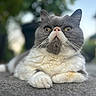 Gus a rejoint le concours — aidez-le/la à gagner de superbes lots ! cat, gray_cat, white_cat, fluffy, short_hair, portrait, close_up, animal, pet, feline, whiskers, yellow_eyes, pink_nose, ears, paws, lying_down, outdoor, pavement, bokeh, serious_expression