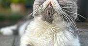 Gus participe au concours pour gagner de l'argent avec cette photo : cat, gray_cat, white_cat, fluffy, long_whiskers, closed_eyes, pink_nose, lying_down, pavement, outdoor, garden, greenery, portrait, close_up, shallow_depth_of_field, soft_lighting, fur, paws, relaxed, cute
