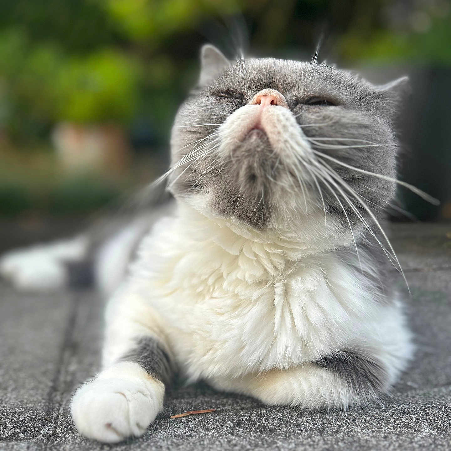 Gus participe au concours pour gagner de l'argent avec cette photo : cat, gray_cat, white_cat, fluffy, long_whiskers, closed_eyes, pink_nose, lying_down, pavement, outdoor, garden, greenery, portrait, close_up, shallow_depth_of_field, soft_lighting, fur, paws, relaxed, cute