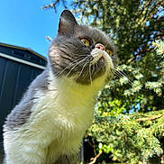 Gus participe au concours pour gagner de l'argent avec cette photo : cat, gray_cat, white_fur, animal, pet, feline, whiskers, yellow_eyes, pointed_ears, outdoor, nature, evergreen_tree, pine_branches, blue_sky, sunlight, garden, grass, portrait, closeup, sitting