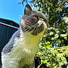 cat, gray_cat, white_fur, animal, pet, feline, whiskers, yellow_eyes, pointed_ears, outdoor, nature, evergreen_tree, pine_branches, blue_sky, sunlight, garden, grass, portrait, closeup, sitting
