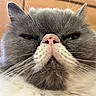 Gus a rejoint le concours — aidez-le/la à gagner de superbes lots ! cat, portrait, close_up, fluffy, gray_fur, white_fur, pink_nose, whiskers, ears, eyes, squinting, grumpy, funny, pet, animal, feline, fur, indoor, wooden_background, photography