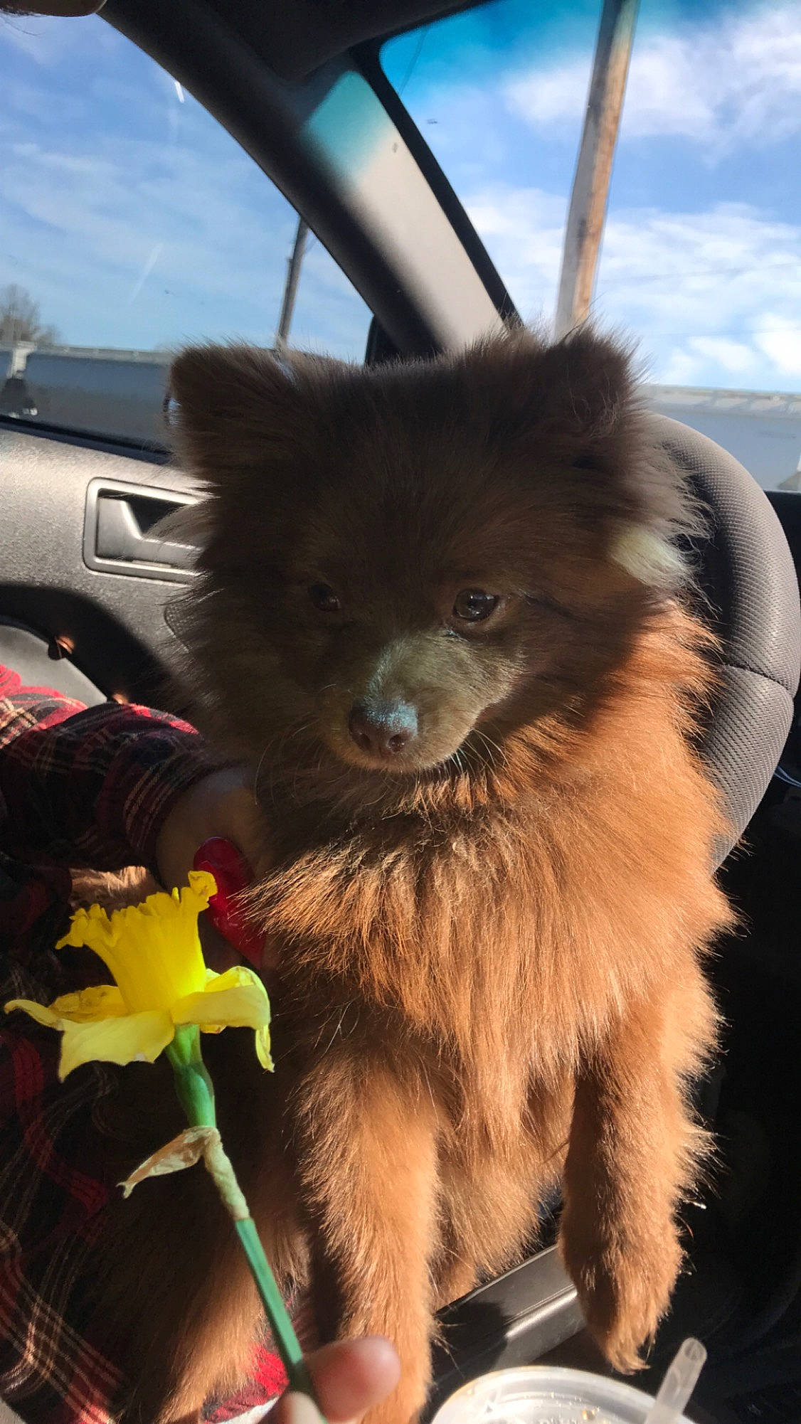 Ferb is registered to the contest to win money with this photo: automotive_mirror, carnivore, cloud, companion_dog, dog, dog_breed, electric_blue, fawn, fur, german_spitz, hood, liver, motor_vehicle, sky, snout, spitz, toy_dog, windscreen_wiper, windshield, working_animal