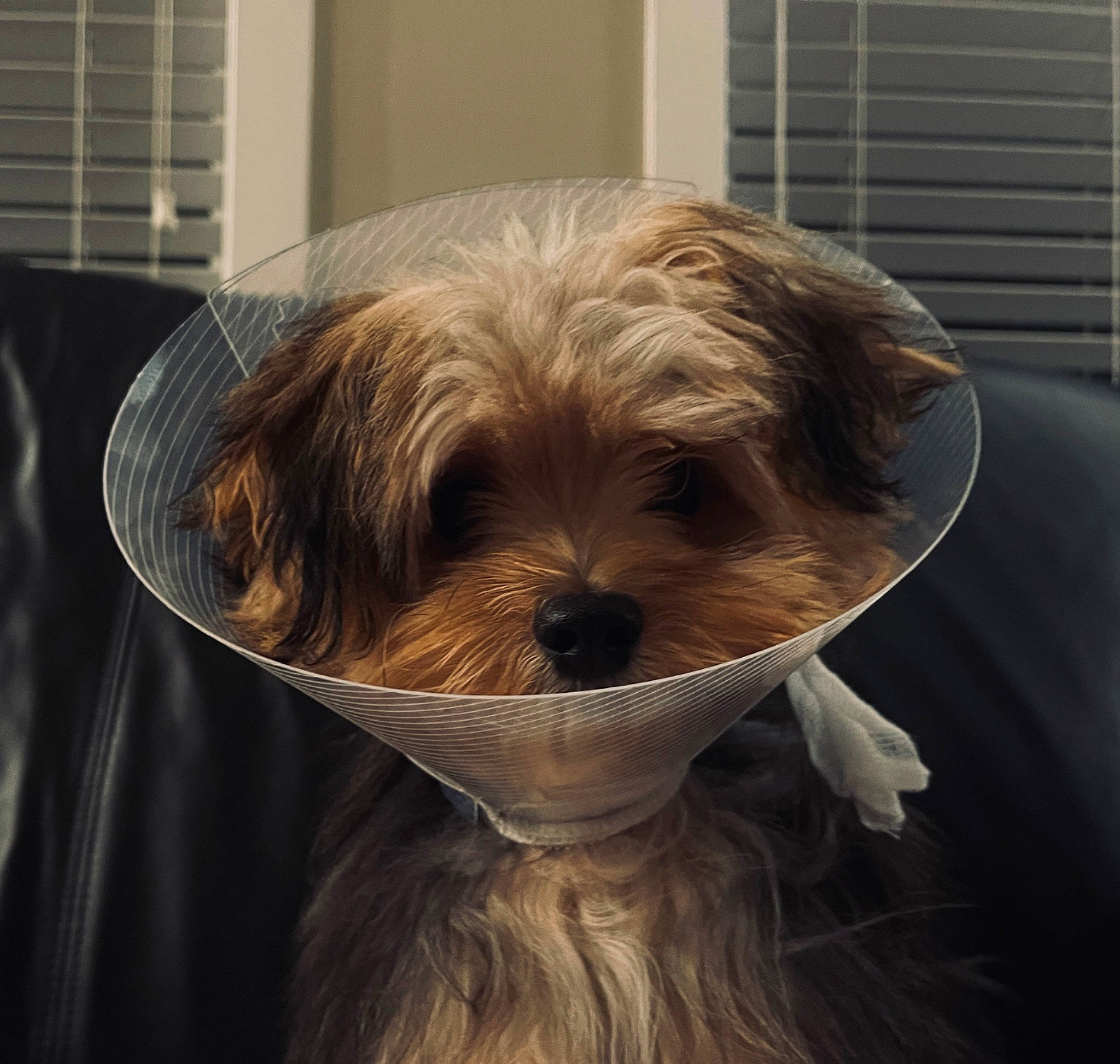 Ridge joined the competition — help win amazing prizes! ancient_dog_breeds, bearded_collie, carnivore, companion_dog, dog, dog_breed, fur, liver, small_terrier, snout, sporting_group, terrier, toy_dog, wood, working_animal