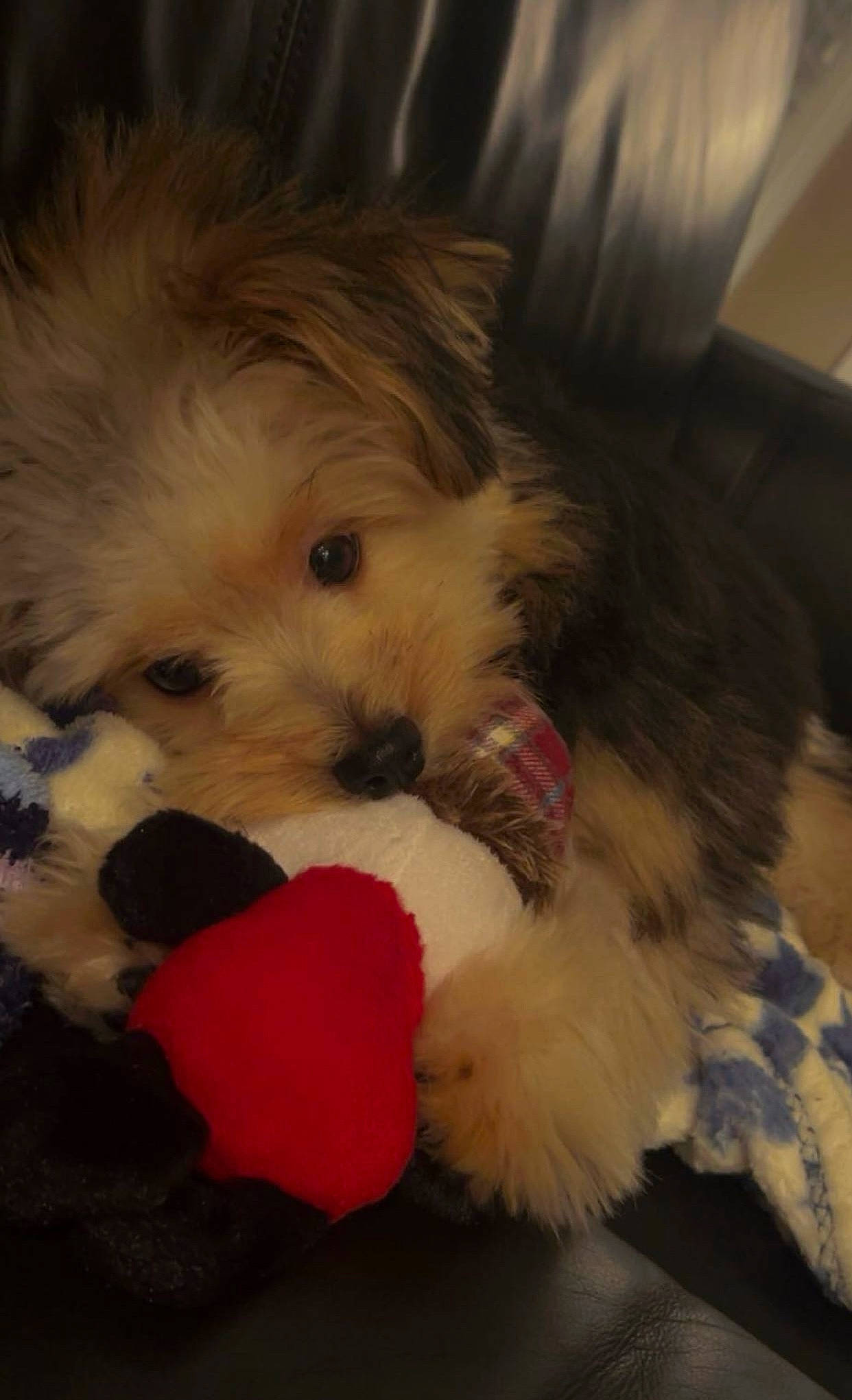 Ridge is registered to the contest to win money with this photo: canidae, carnivore, comfort, companion_dog, curtain, dog, dog_breed, dog_supply, fur, mammal, puppy_love, shih_poo, small_terrier, snout, sporting_group, terrier, toy, toy_dog, working_animal, yorkipoo