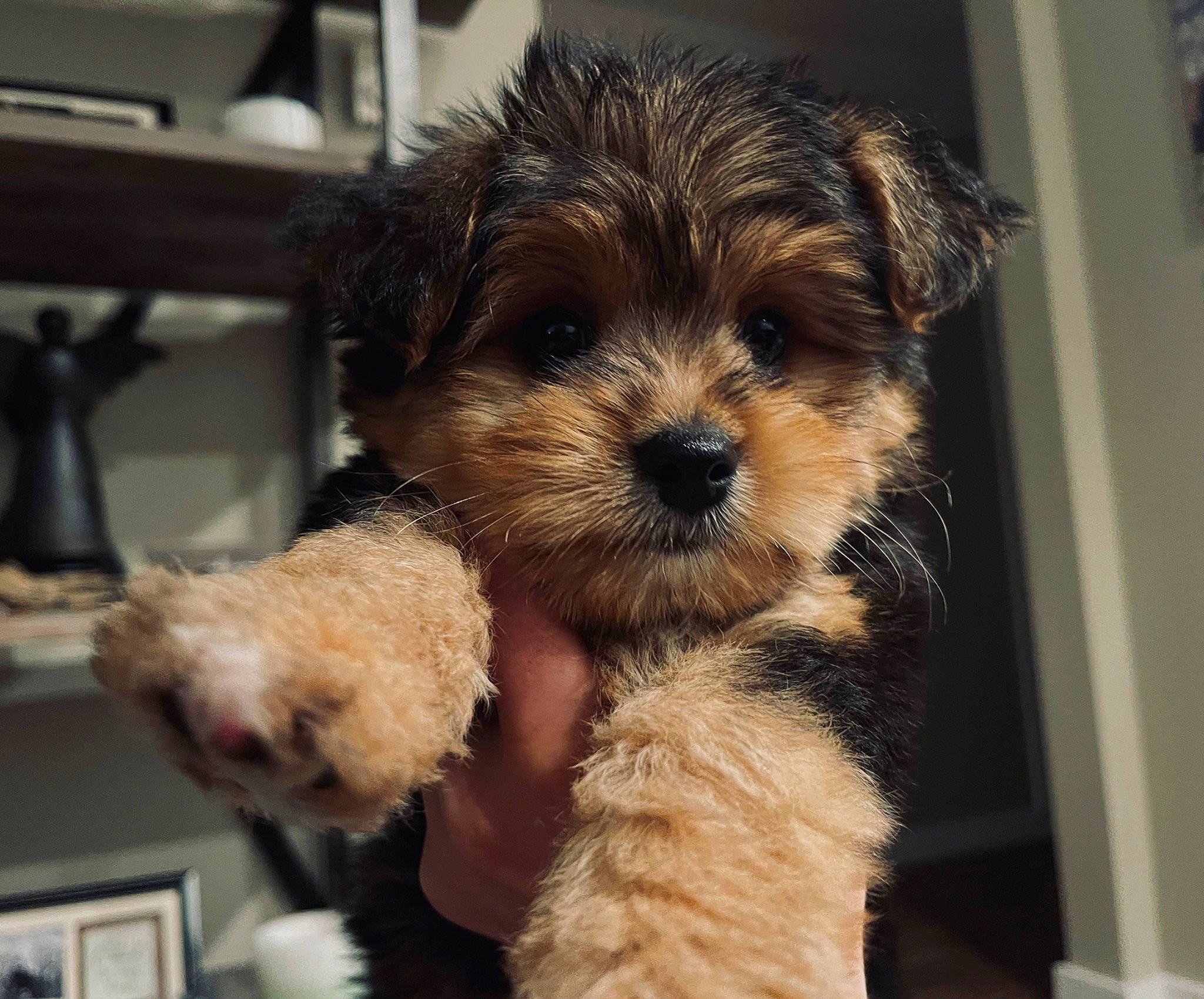 Ridge joined the competition — help win amazing prizes! biewer_terrier, canidae, carnivore, companion_dog, dog, dog_breed, dog_supply, fur, liver, maltepoo, non_sporting_group, small_terrier, snout, sporting_group, terrier, toy_dog, water_dog, working_animal, yorkipoo