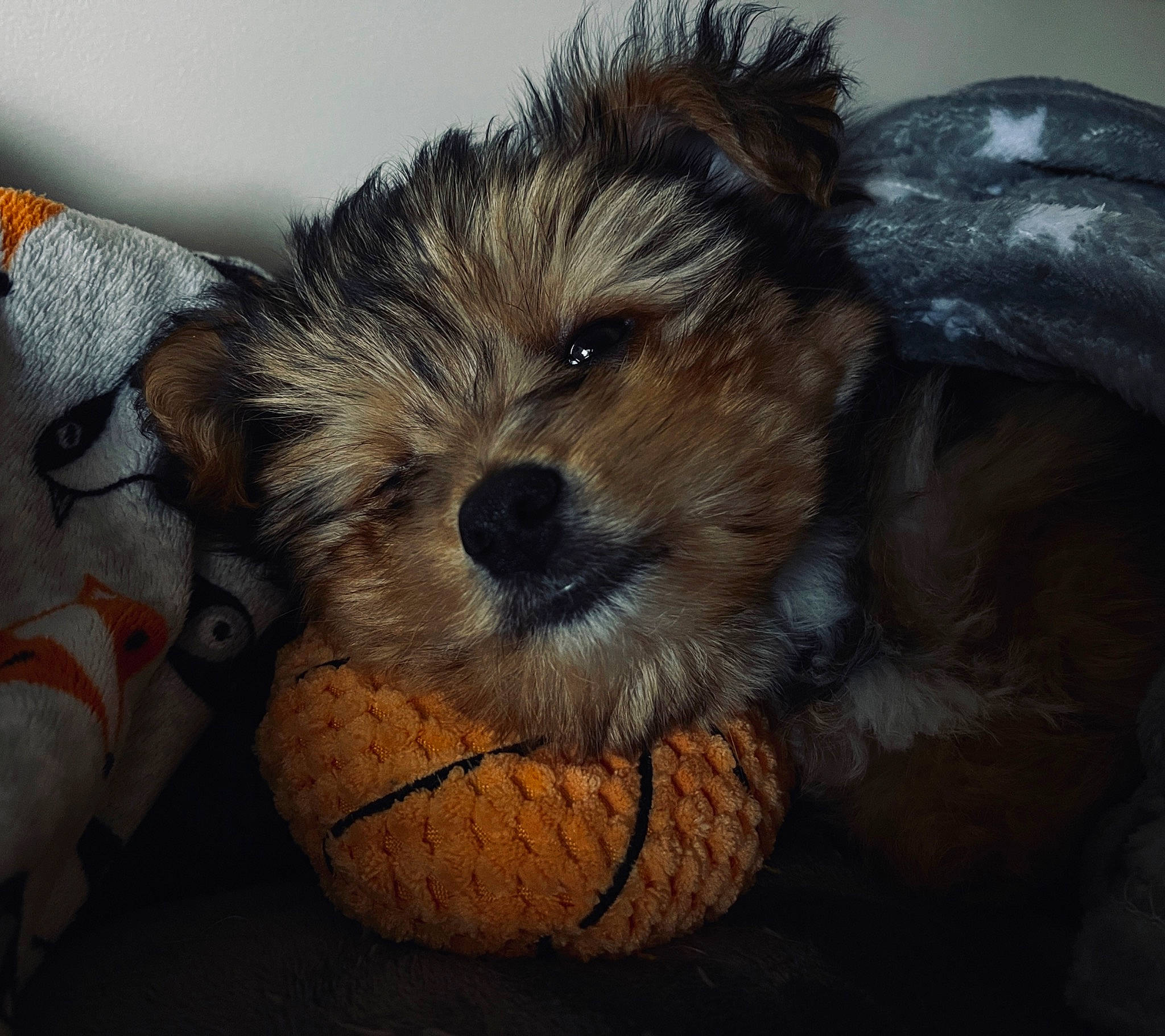 Ridge is registered to the contest to win money with this photo: canidae, carnivore, companion_dog, dog, dog_breed, dog_clothes, dog_supply, fur, maltepoo, paw, puppy, puppy_love, small_terrier, snout, sporting_group, terrestrial_animal, terrier, toy, toy_dog, whiskers