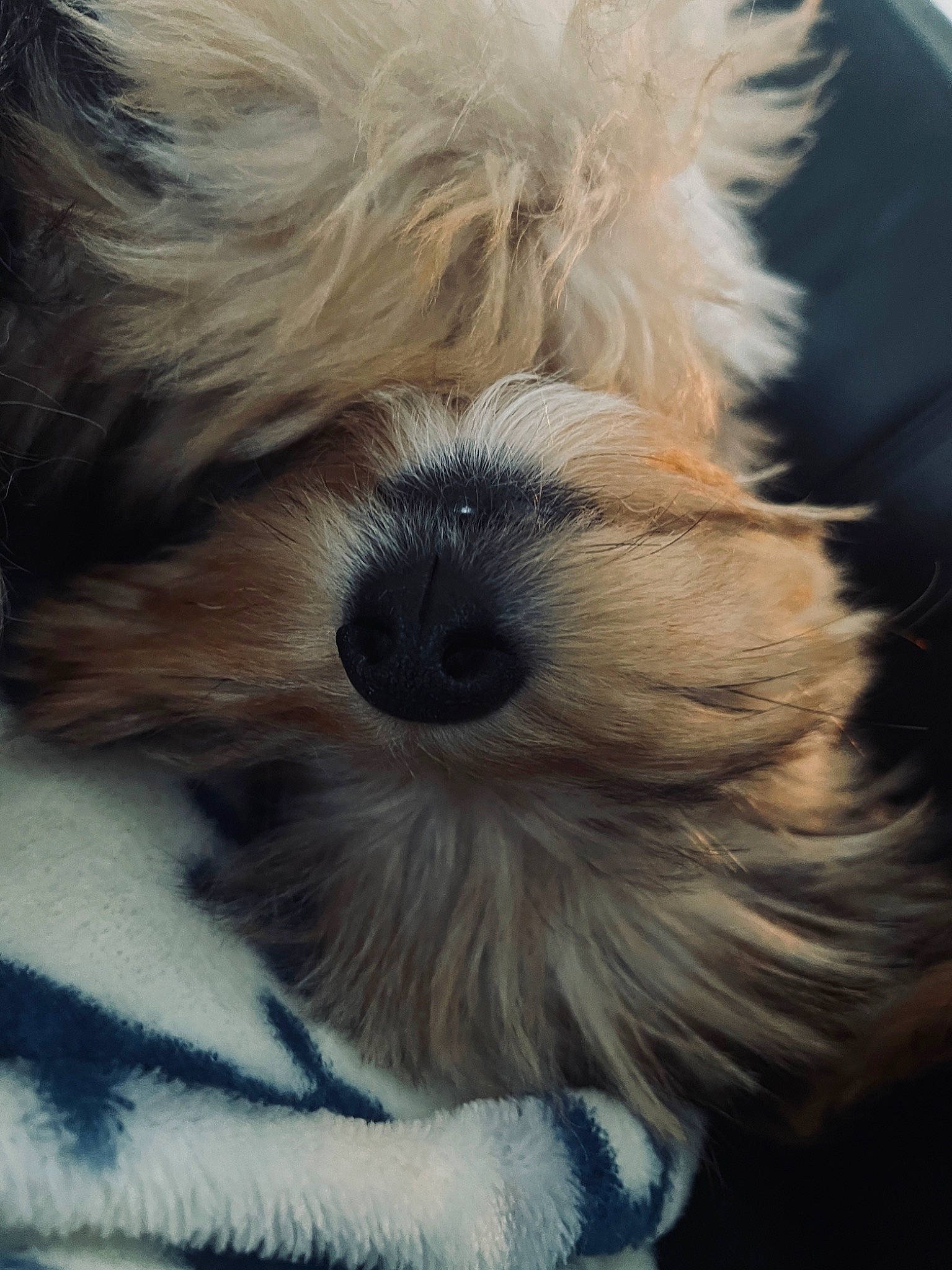 Ridge is registered to the contest to win money with this photo: biewer_terrier, canidae, carnivore, close_up, companion_dog, dog, dog_breed, ear, fur, maltepoo, non_sporting_group, puppy, small_terrier, snout, sporting_group, terrestrial_animal, terrier, toy_dog, whiskers, working_animal