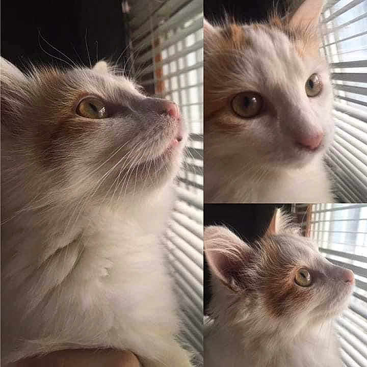 Peaches