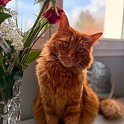 Helios a rejoint le concours — aidez-le/la à gagner de superbes lots ! cat, ginger_cat, flower, red_rose, vase, window, natural_light, indoor, pet, feline, fluffy, whiskers, plant, decor, close_up, portrait, cozy, soft_focus, orange_fur, sitting