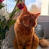 cat, ginger_cat, flower, red_rose, vase, window, natural_light, indoor, pet, feline, fluffy, whiskers, plant, decor, close_up, portrait, cozy, soft_focus, orange_fur, sitting