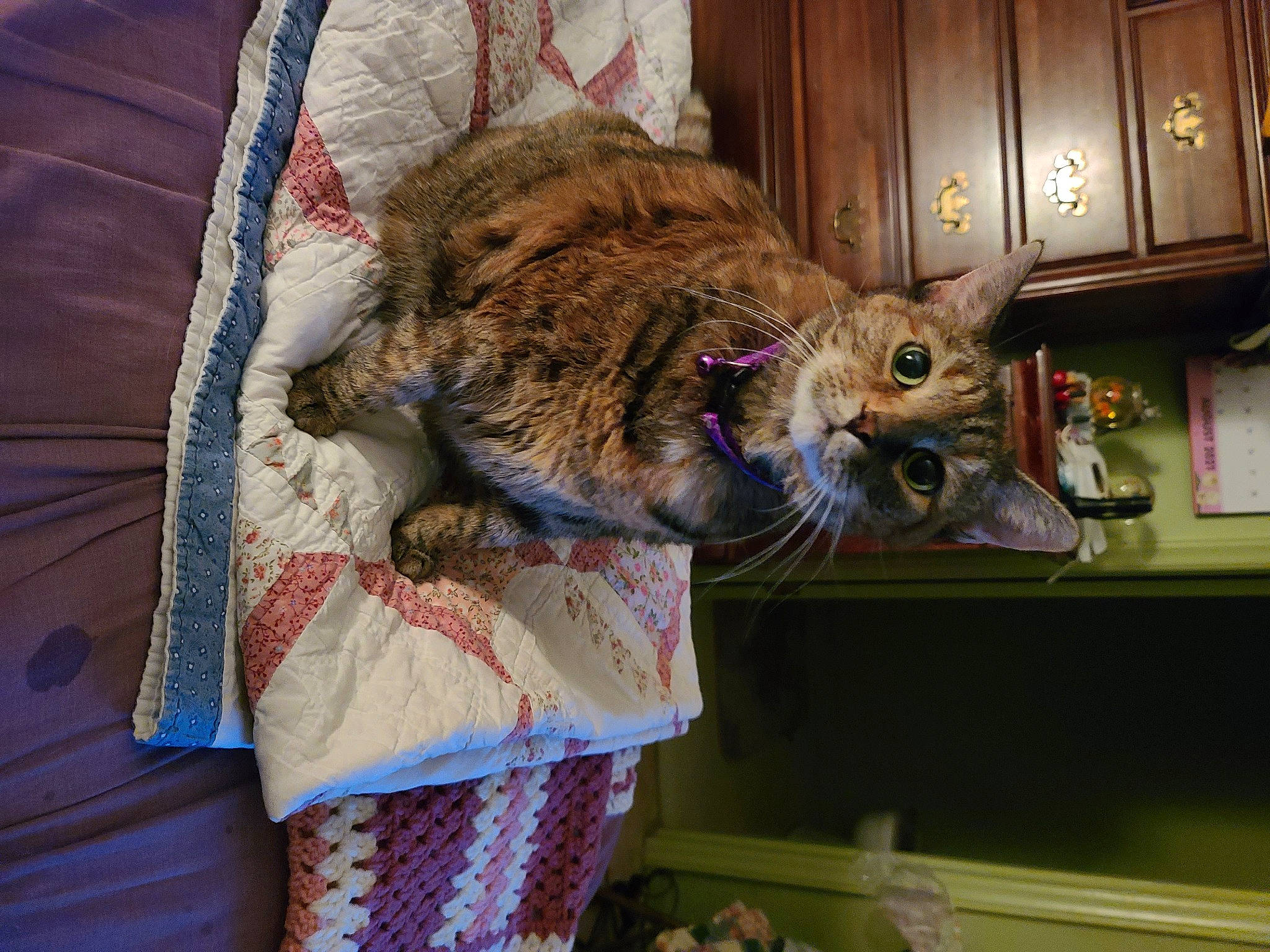 Trixie joined the competition — help win amazing prizes! bag, cabinetry, carnivore, cat, comfort, cupboard, domestic_short_haired_cat, drawer, felidae, fur, kitchen, kitchen_appliance, linens, natural_material, refrigerator, room, small_to_medium_sized_cats, tail, whiskers, wood