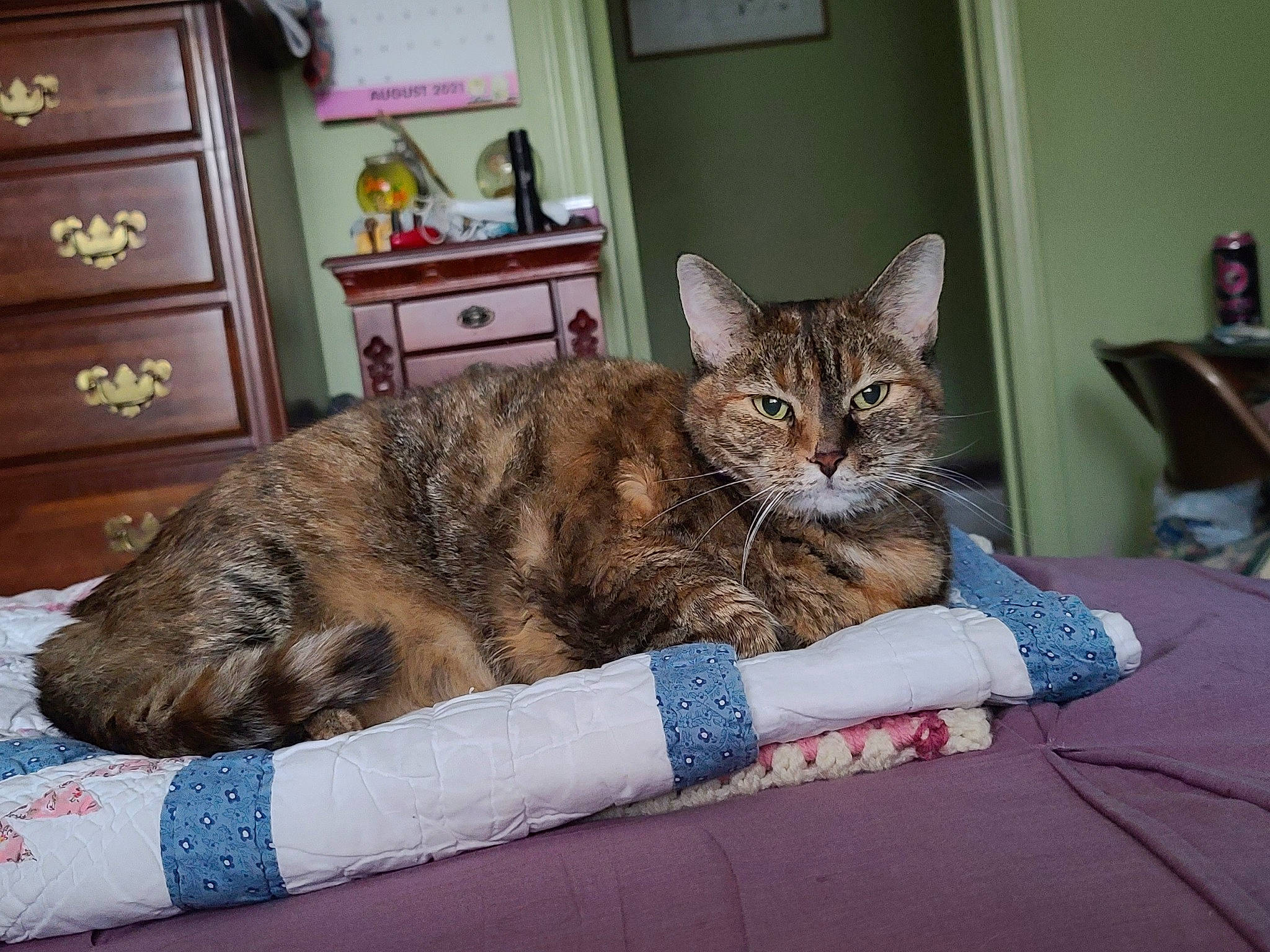 Trixie joined the competition — help win amazing prizes! bed, cabinetry, carnivore, cat, chest, chest_of_drawers, comfort, domestic_short_haired_cat, door, drawer, dresser, fawn, felidae, fur, grey, picture_frame, room, small_to_medium_sized_cats, snout, whiskers