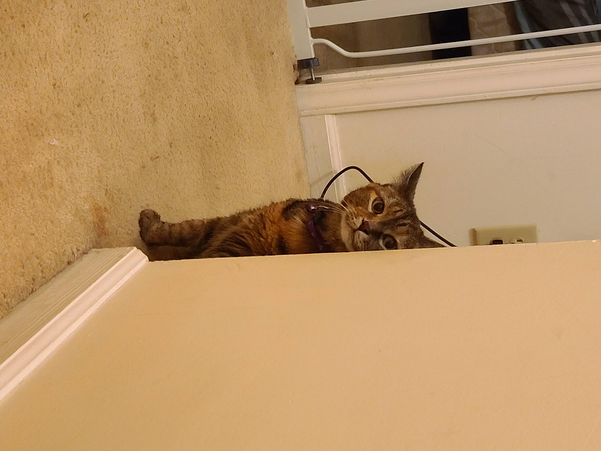 Trixie is registered to the contest to win money with this photo: art, beige, carnivore, cat, comfort, domestic_short_haired_cat, felidae, flooring, fur, hardwood, metal, room, sculpture, small_to_medium_sized_cats, tail, terrestrial_animal, visual_arts, whiskers, window, wood