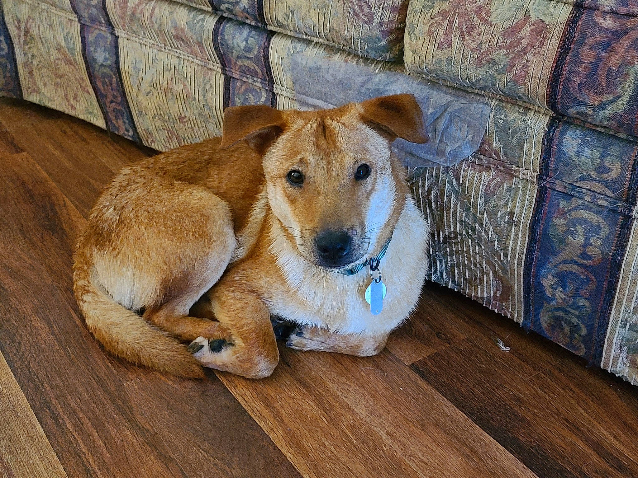 Loki joined the competition — help win amazing prizes! canidae, carnivore, collar, companion_dog, dog, dog_breed, dog_supply, fawn, flooring, hardwood, paw, pet_supply, plank, snout, sporting_group, tail, whiskers, wood, wood_stain, working_animal