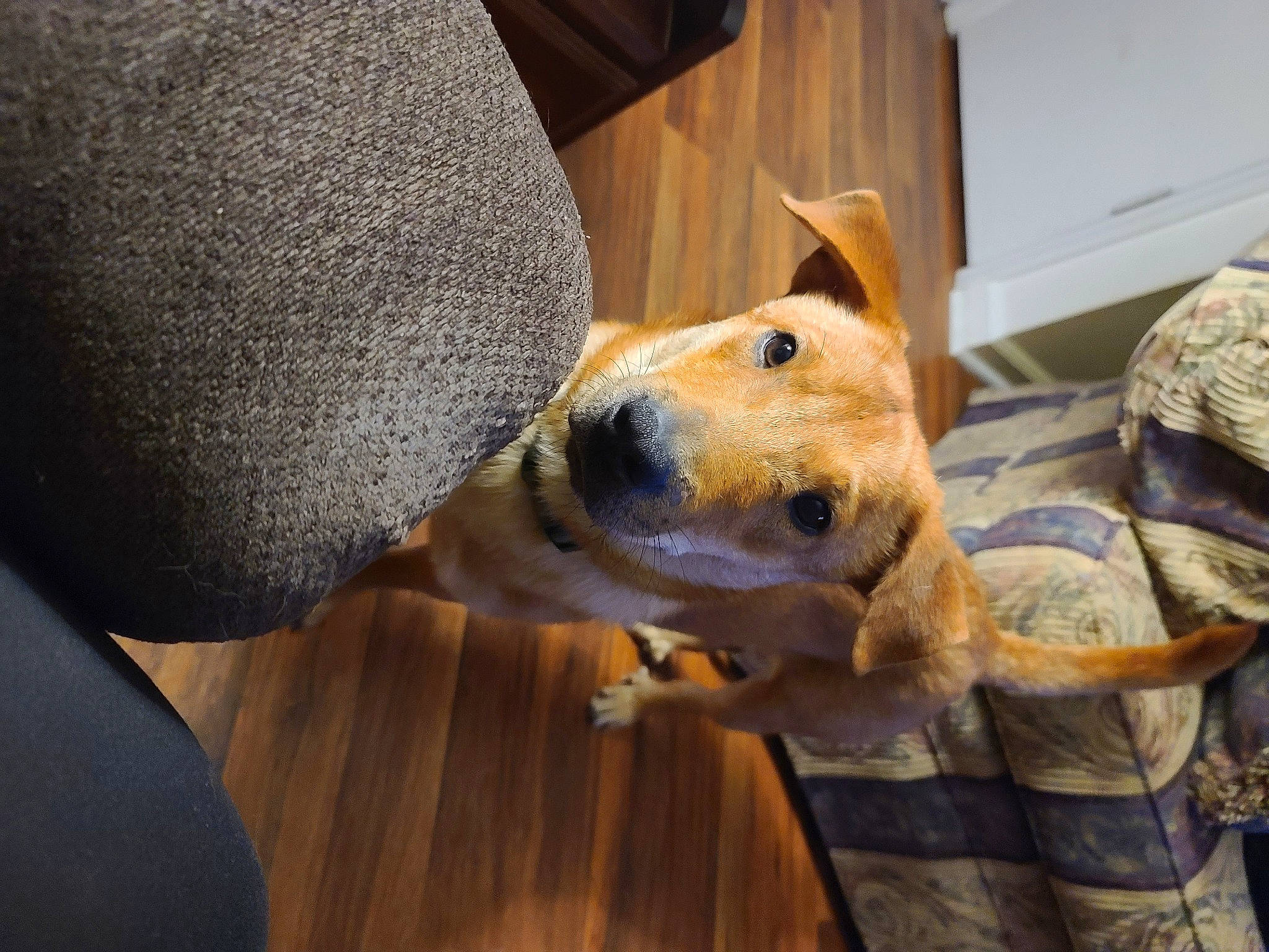 Loki is registered to the contest to win money with this photo: canidae, carnivore, collar, comfort, companion_dog, dog, dog_breed, ear, fawn, flooring, fur, hardwood, mammal, non_sporting_group, paw, snout, sporting_group, whiskers, wood, working_animal